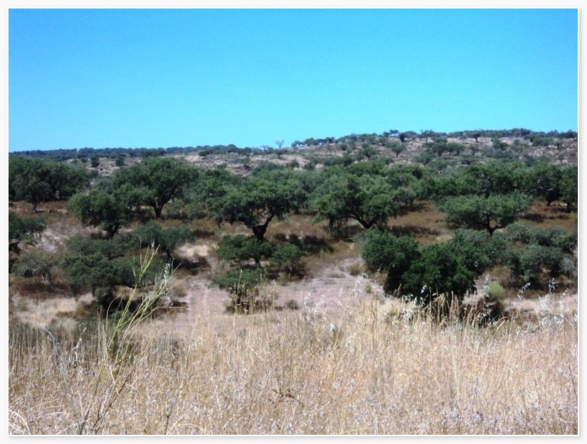 Forestry_for_sale_in_Castelo Branco_SMA7477
